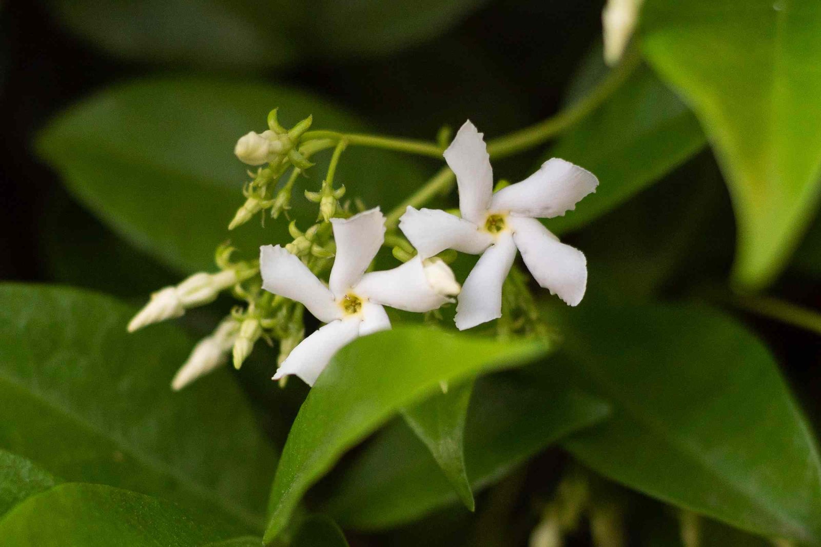 Star Jasmine